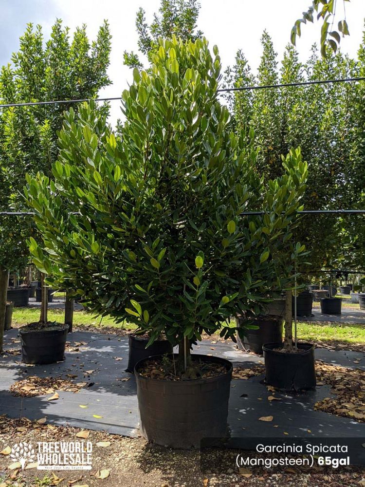 garcinia-spicata-mangosteen-gamboge-tree