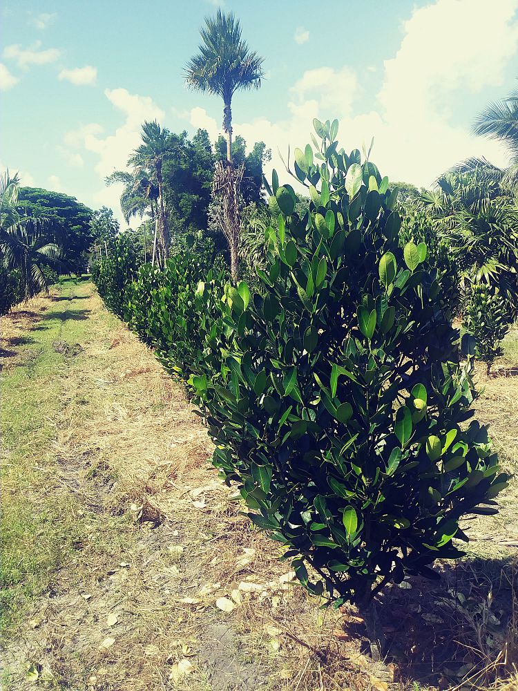 garcinia-spicata-mangosteen-gamboge-tree
