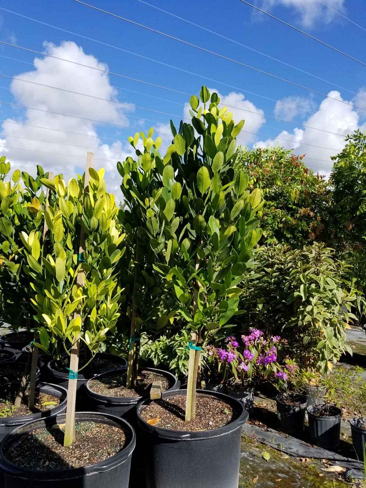 garcinia-spicata-mangosteen-gamboge-tree