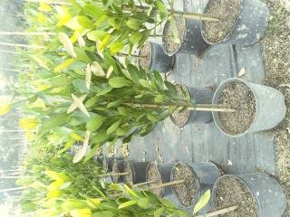 garcinia-spicata-mangosteen-gamboge-tree