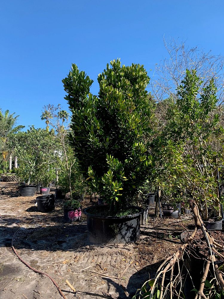 garcinia-spicata-mangosteen-gamboge-tree