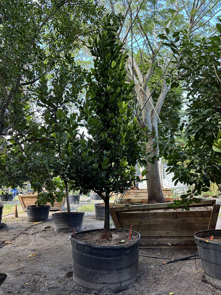 garcinia-spicata-mangosteen-gamboge-tree