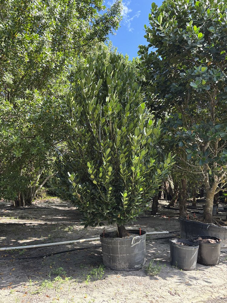 garcinia-spicata-mangosteen-gamboge-tree