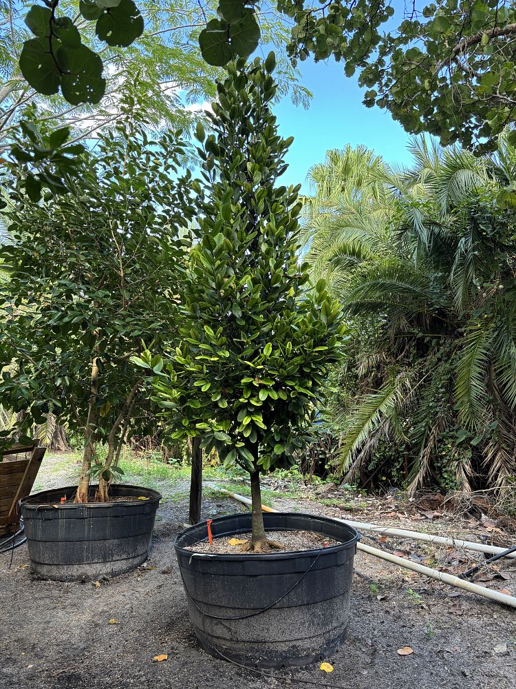 garcinia-spicata-mangosteen-gamboge-tree