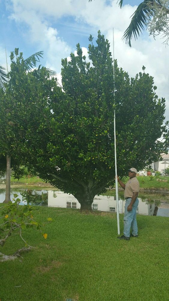garcinia-spicata-mangosteen-gamboge-tree
