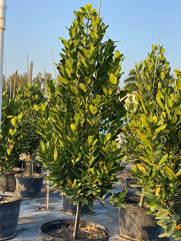 garcinia-spicata-mangosteen-gamboge-tree