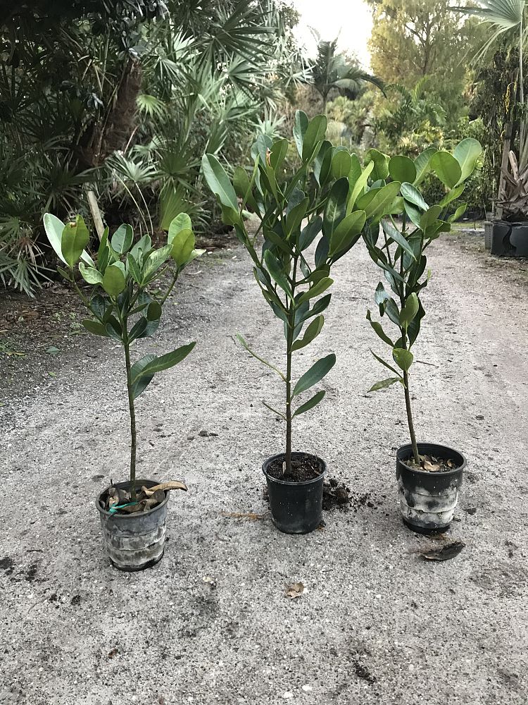 garcinia-spicata-mangosteen-gamboge-tree