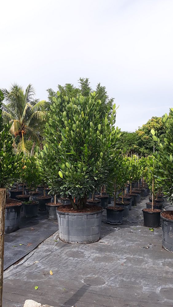 garcinia-spicata-mangosteen-gamboge-tree