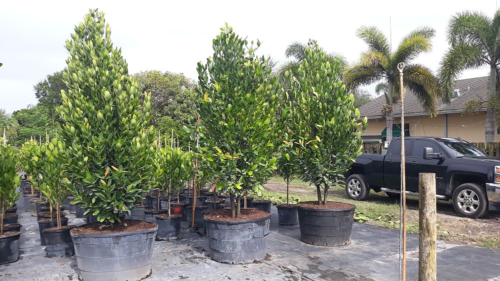 garcinia-spicata-mangosteen-gamboge-tree