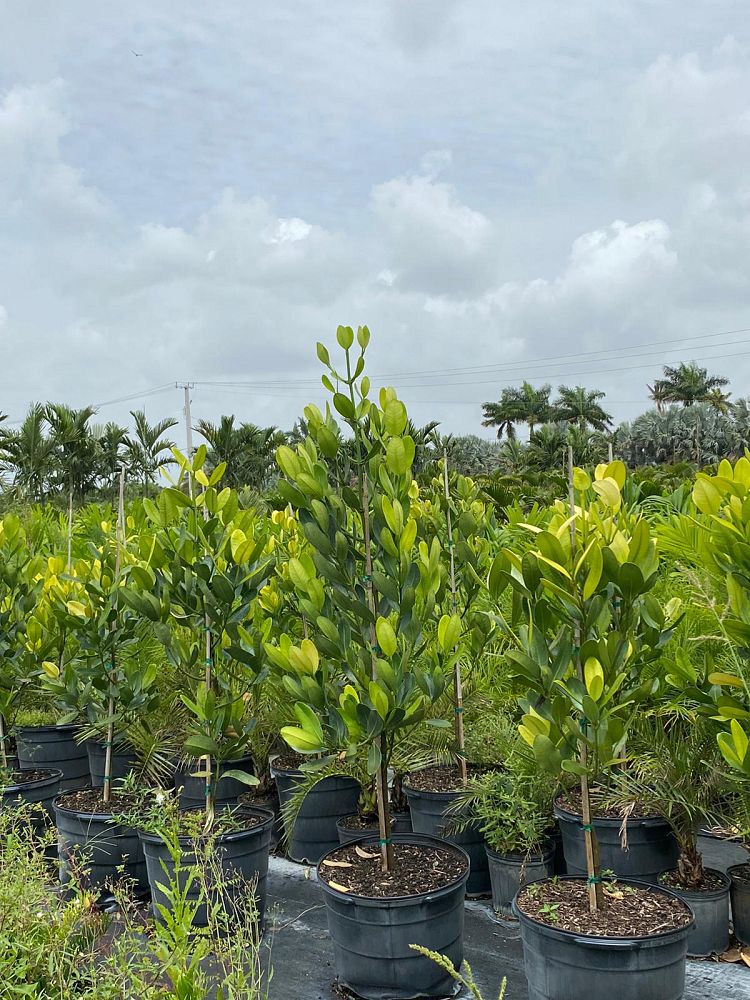 garcinia-spicata-mangosteen-gamboge-tree