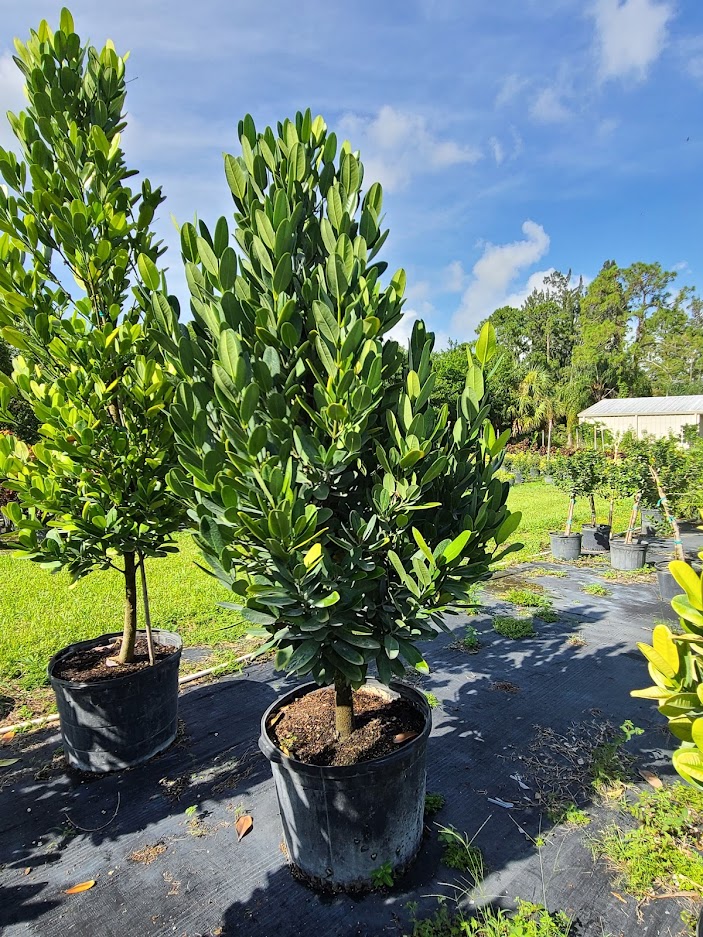 garcinia-spicata-mangosteen-gamboge-tree