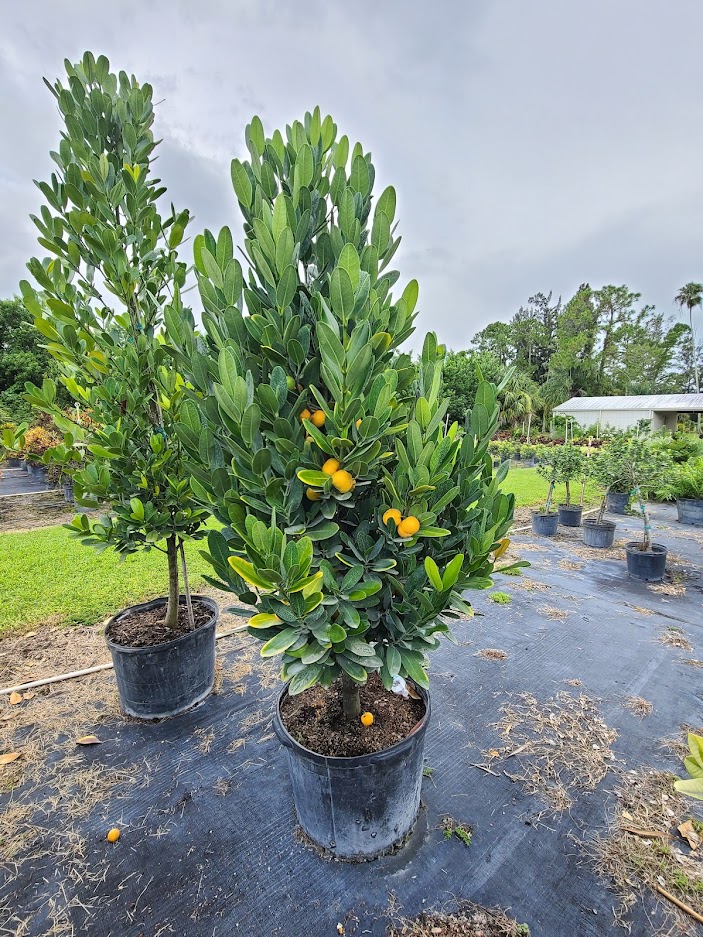 garcinia-spicata-mangosteen-gamboge-tree