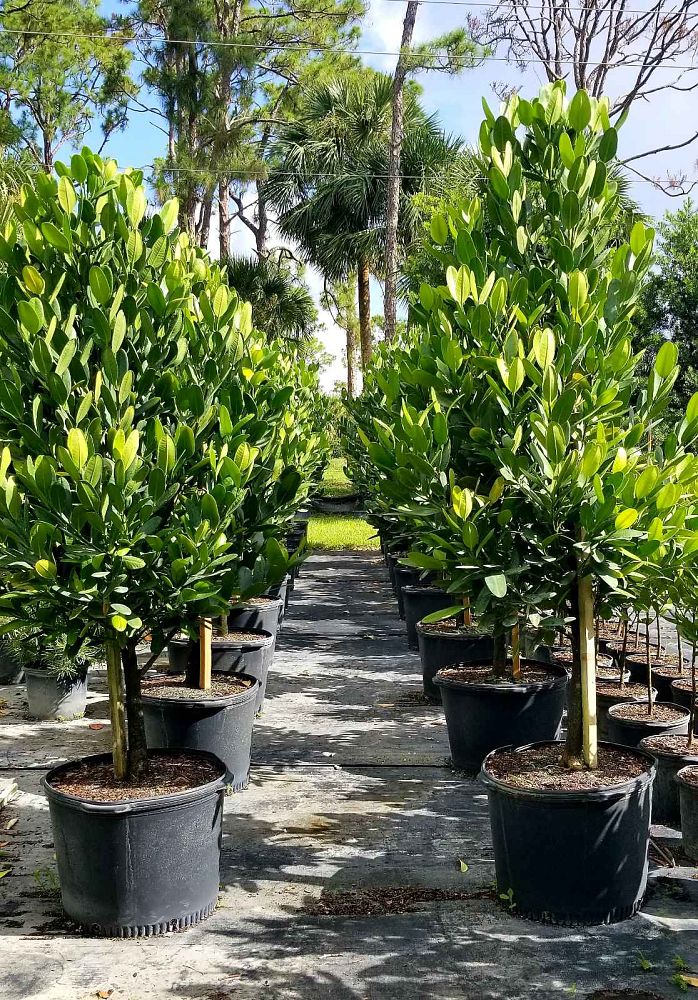 garcinia-spicata-mangosteen-gamboge-tree