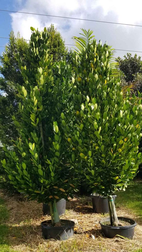 garcinia-spicata-mangosteen-gamboge-tree