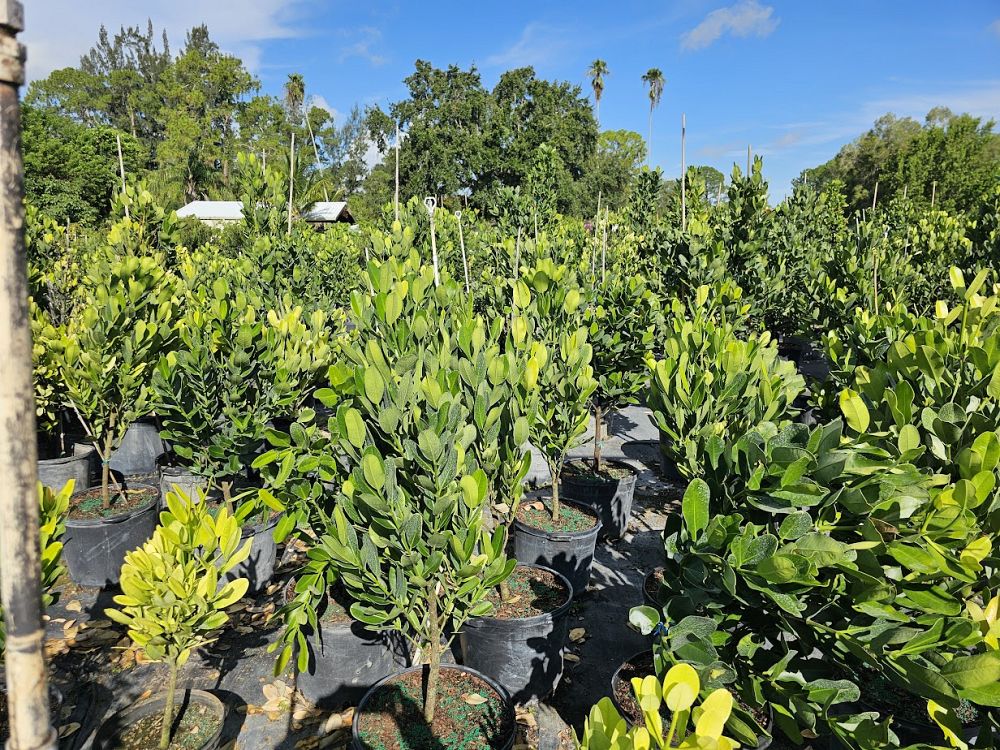 garcinia-spicata-mangosteen-gamboge-tree