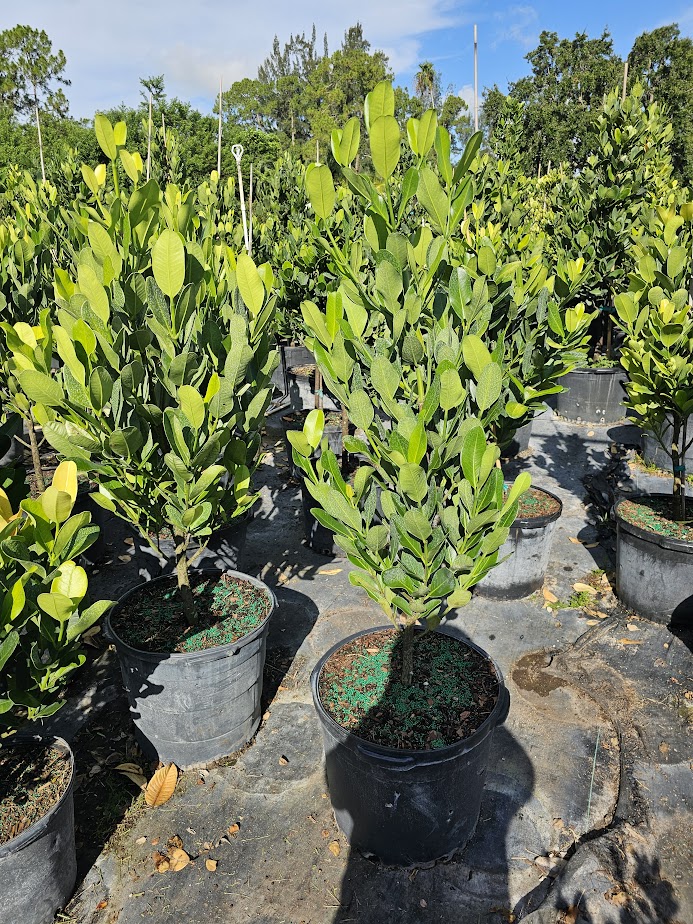 garcinia-spicata-mangosteen-gamboge-tree