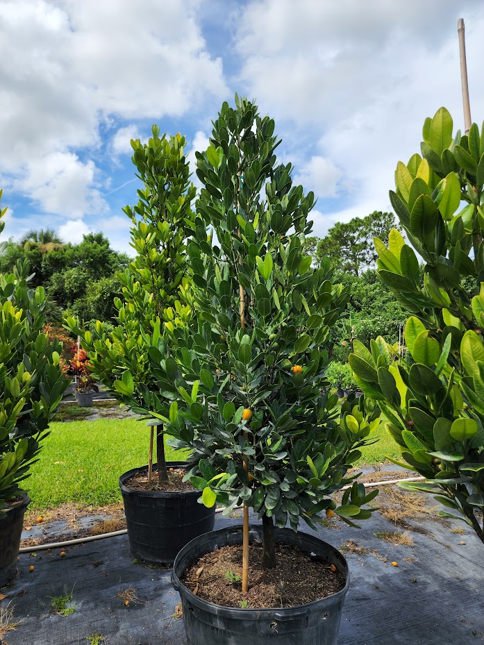garcinia-spicata-mangosteen-gamboge-tree