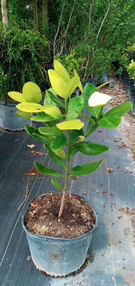 garcinia-spicata-mangosteen-gamboge-tree
