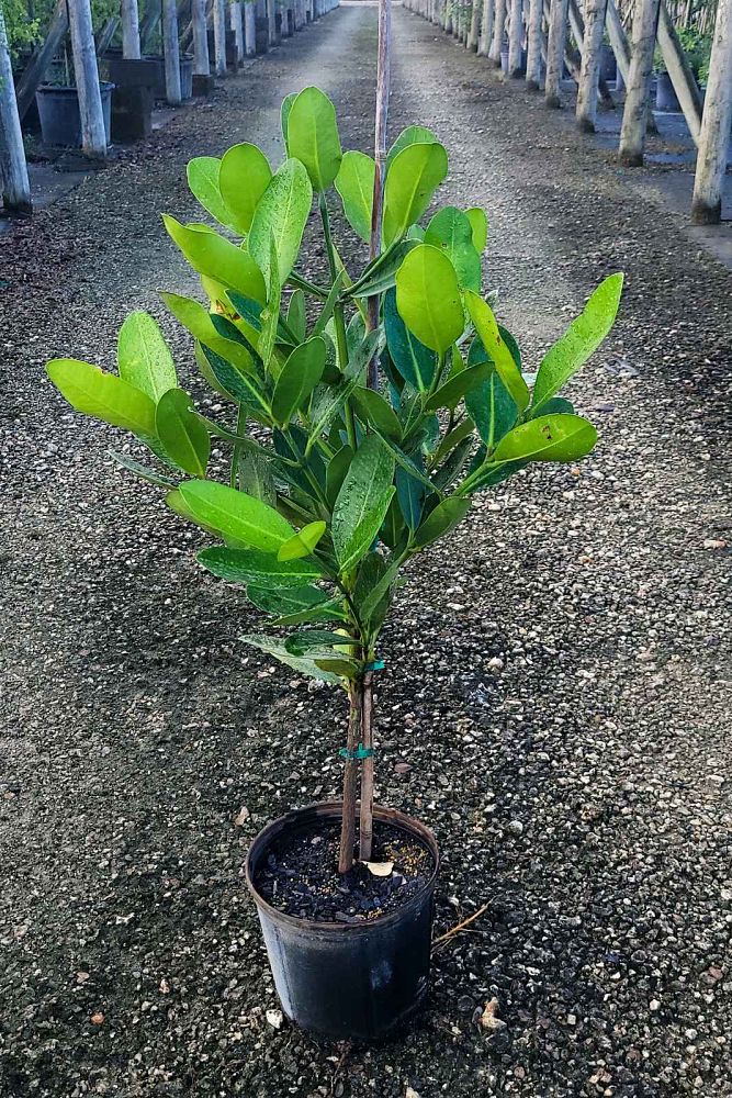garcinia-spicata-mangosteen-gamboge-tree