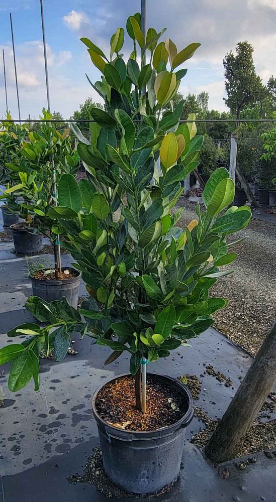 garcinia-spicata-mangosteen-gamboge-tree