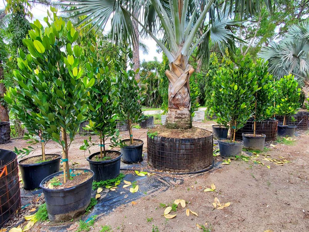 garcinia-spicata-mangosteen-gamboge-tree