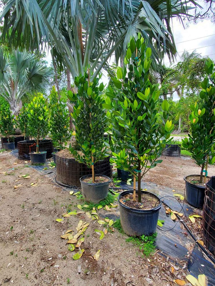garcinia-spicata-mangosteen-gamboge-tree