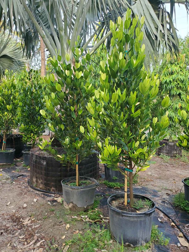 garcinia-spicata-mangosteen-gamboge-tree