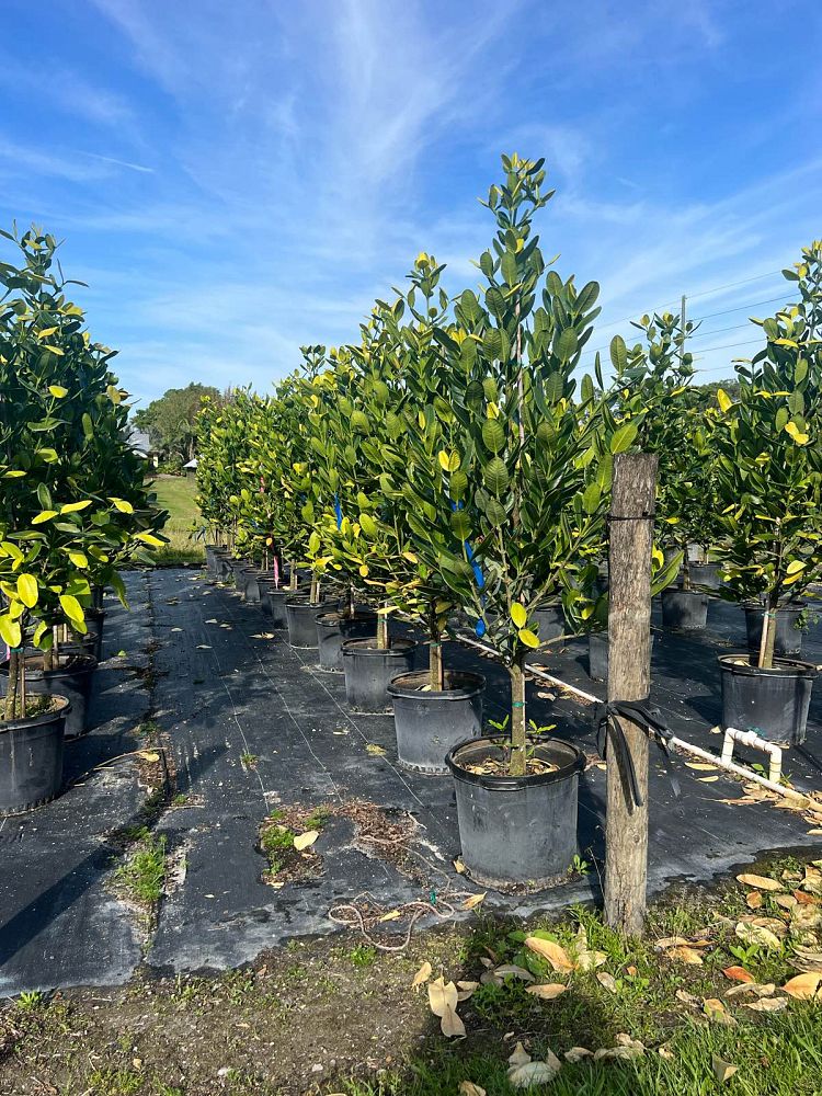 garcinia-spicata-mangosteen-gamboge-tree