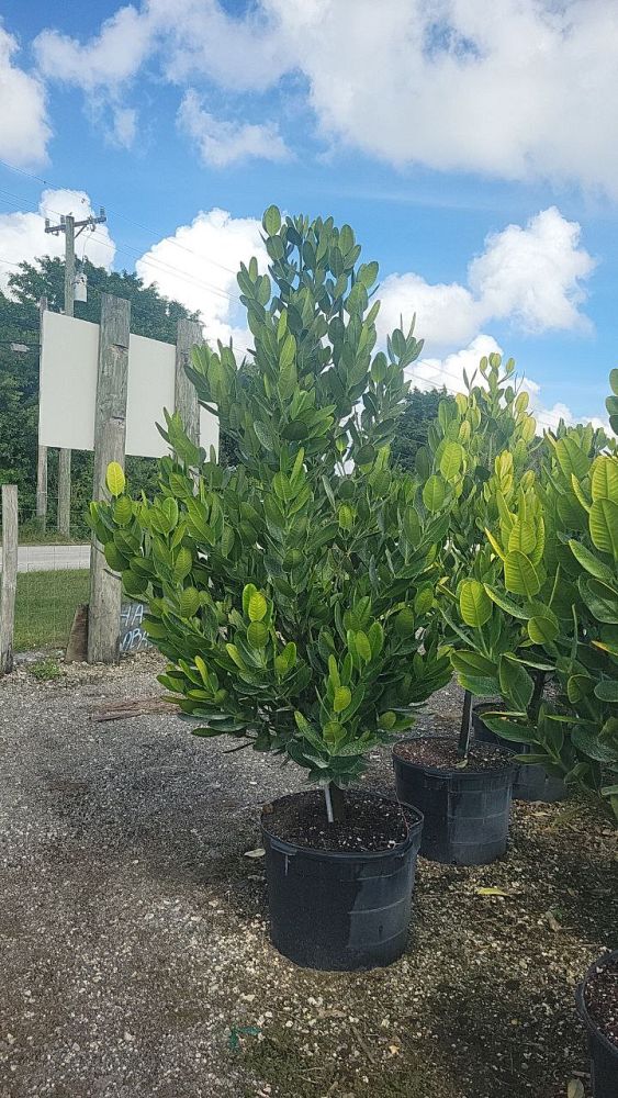 garcinia-spicata-mangosteen-gamboge-tree
