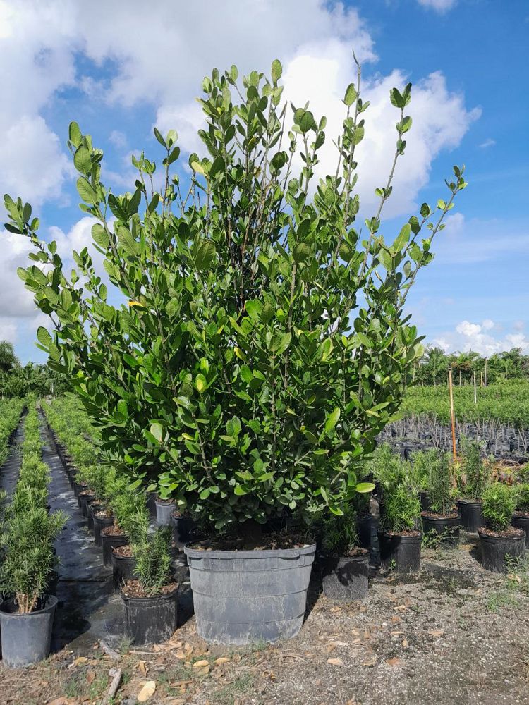 garcinia-spicata-mangosteen-gamboge-tree