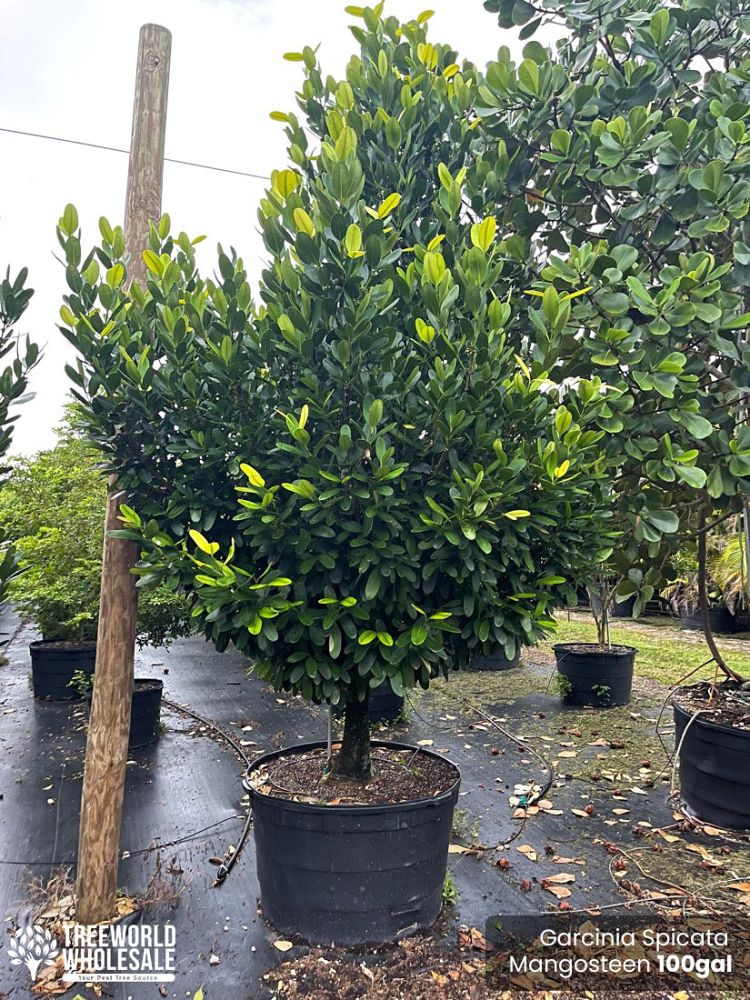 garcinia-spicata-mangosteen-gamboge-tree