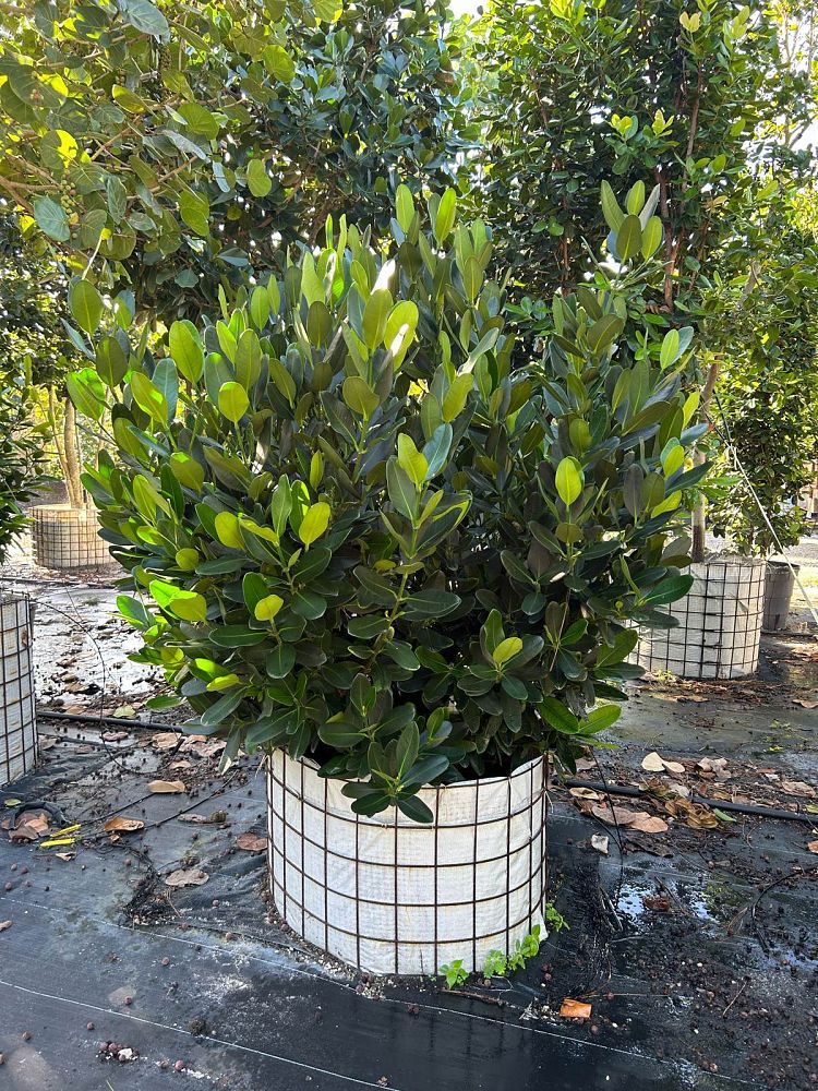 garcinia-spicata-mangosteen-gamboge-tree