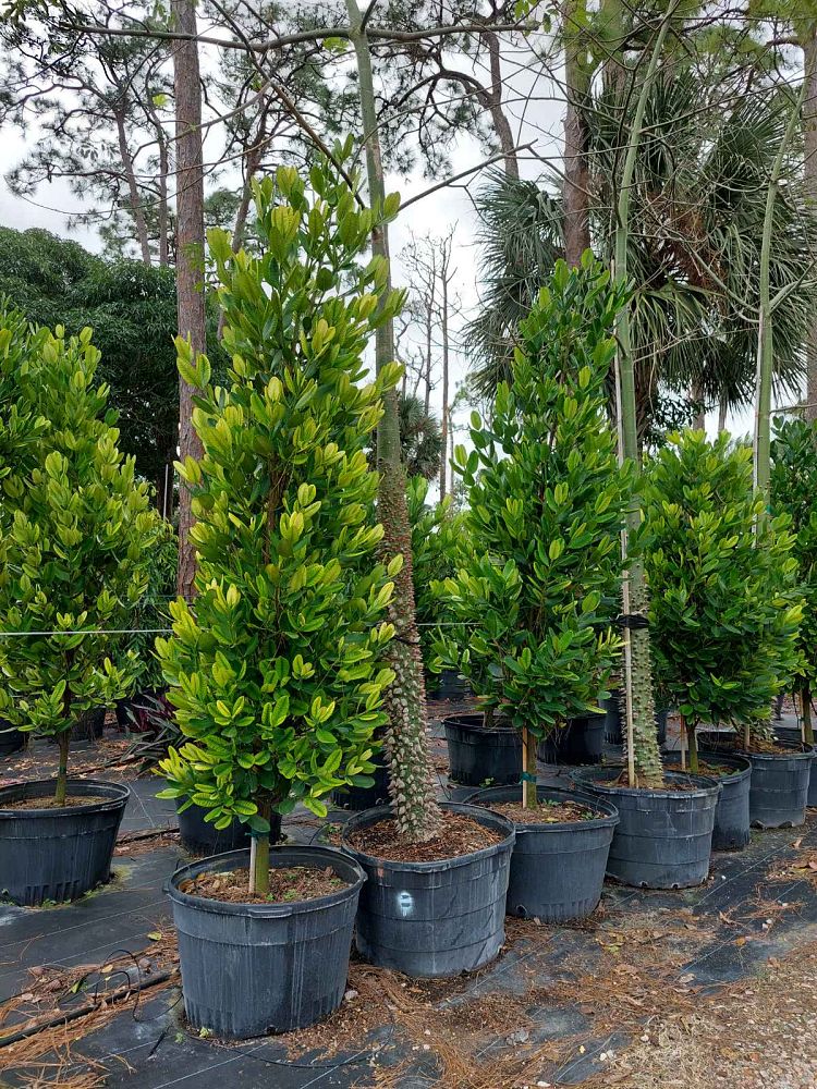 garcinia-spicata-mangosteen-gamboge-tree