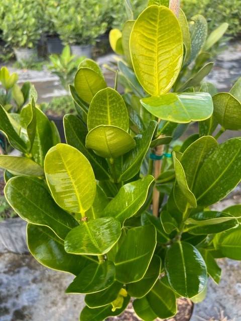 garcinia-spicata-mangosteen-gamboge-tree