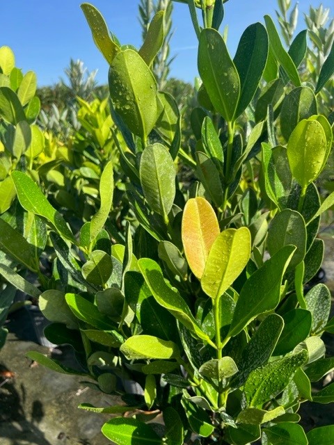 garcinia-spicata-mangosteen-gamboge-tree