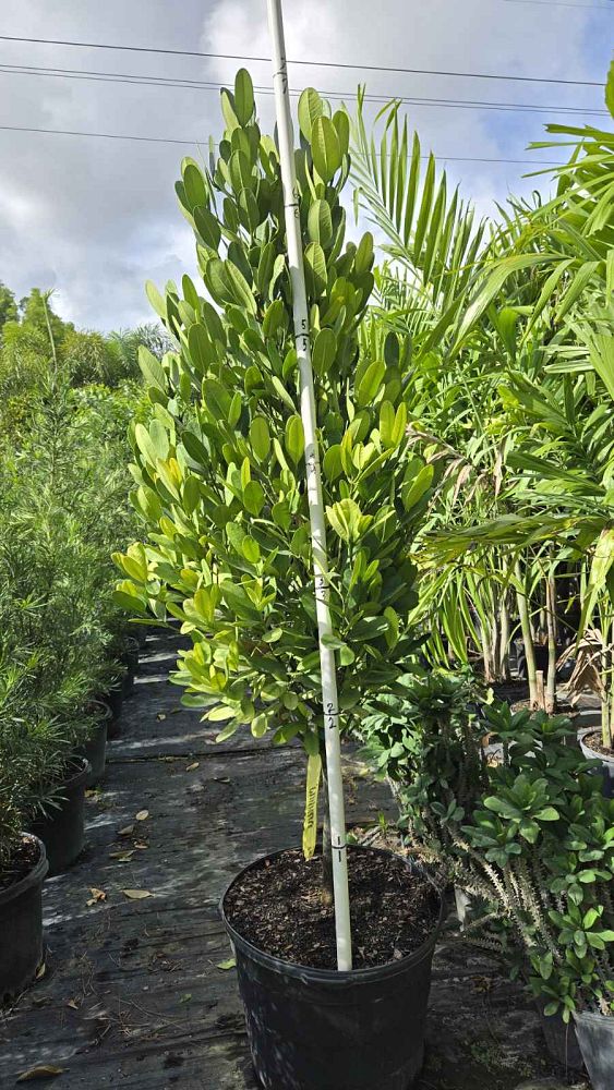 garcinia-spicata-mangosteen-gamboge-tree