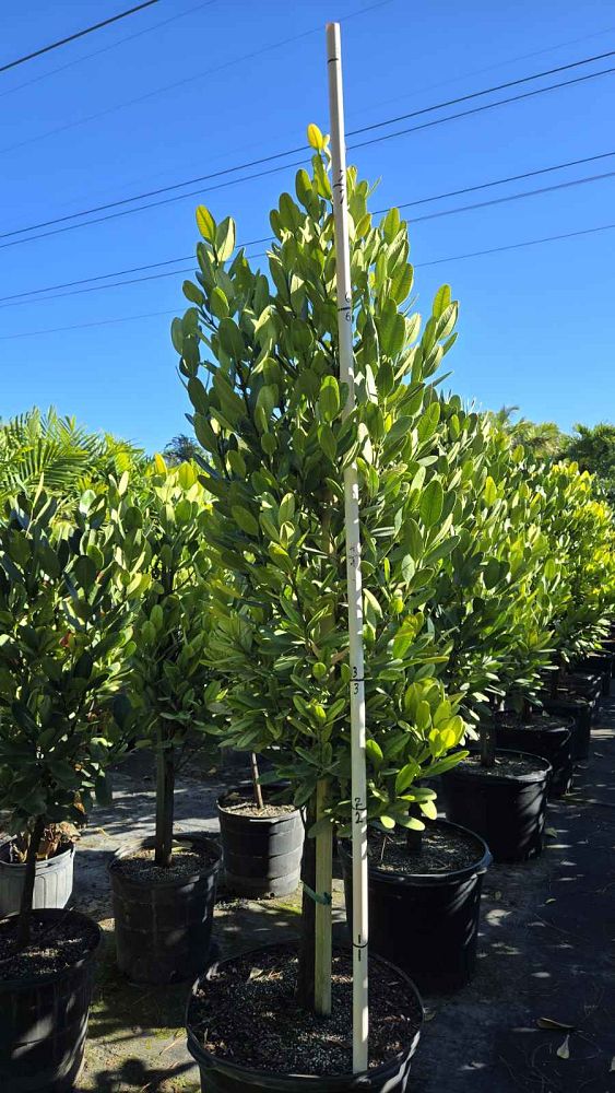 garcinia-spicata-mangosteen-gamboge-tree