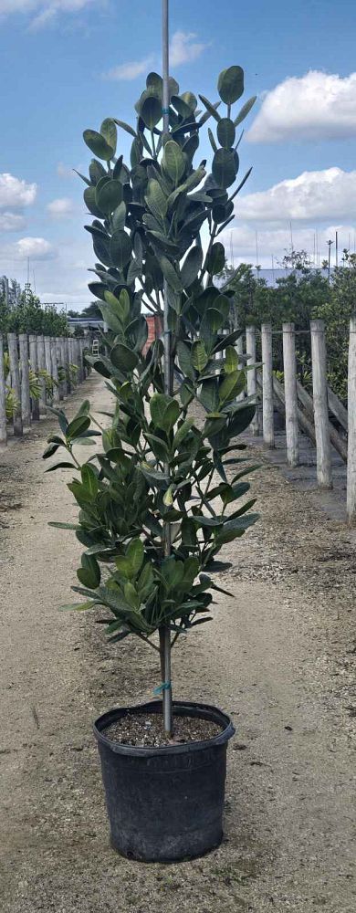garcinia-spicata-mangosteen-gamboge-tree