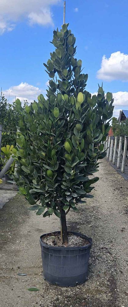 garcinia-spicata-mangosteen-gamboge-tree