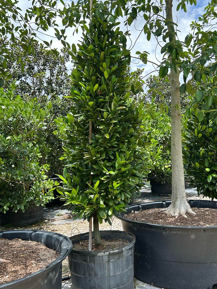 garcinia-spicata-mangosteen-gamboge-tree
