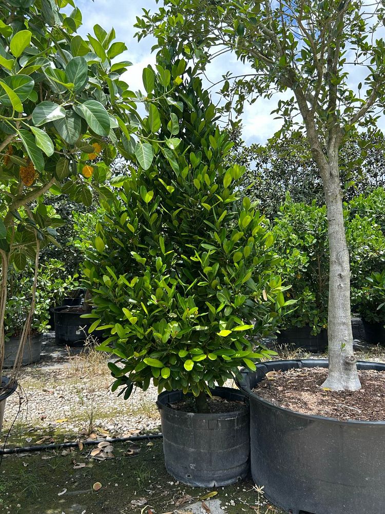 garcinia-spicata-mangosteen-gamboge-tree