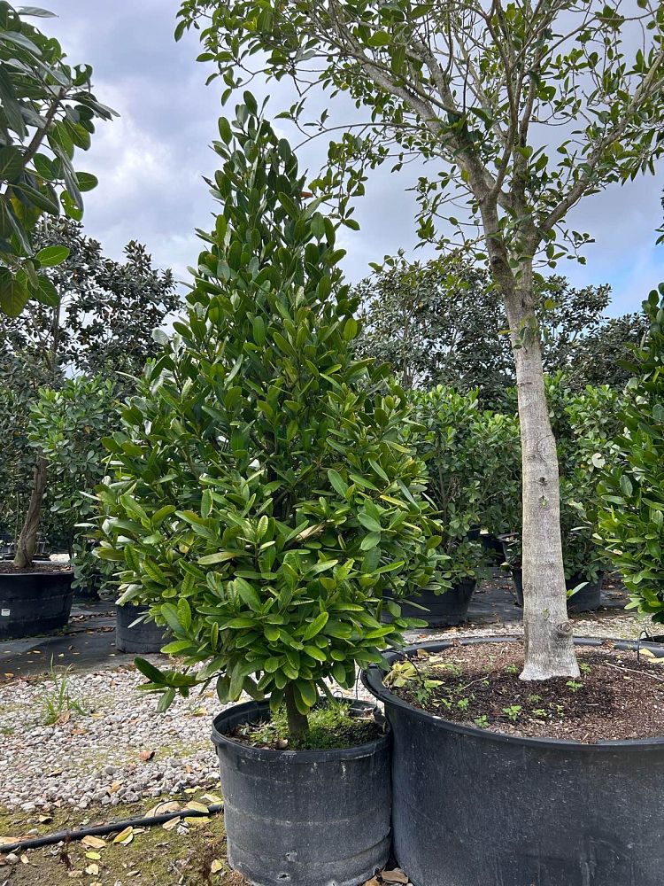 garcinia-spicata-mangosteen-gamboge-tree