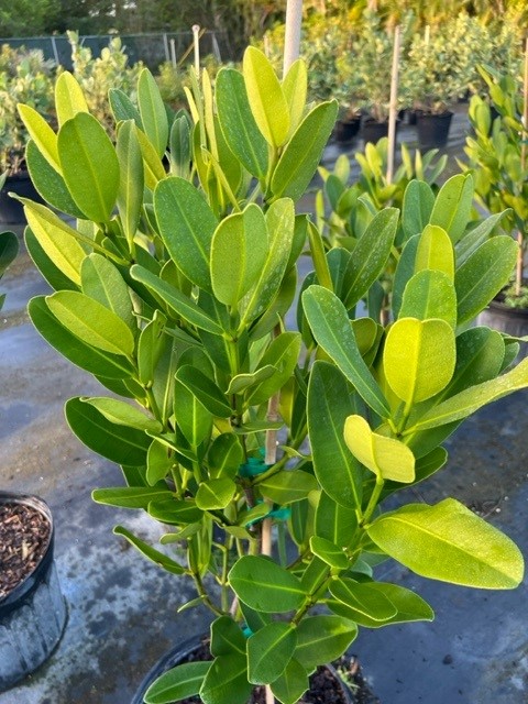 garcinia-spicata-mangosteen-gamboge-tree