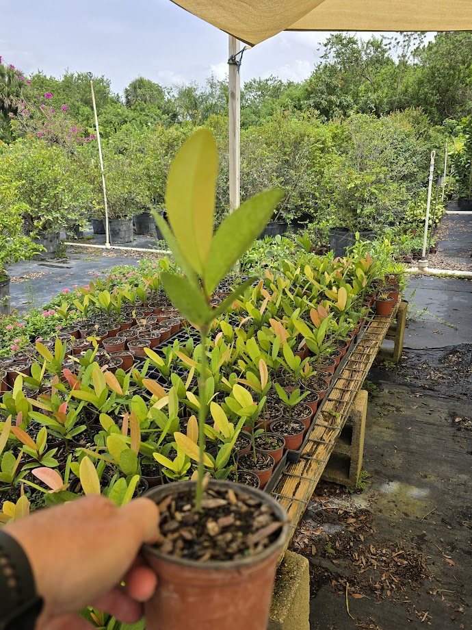 garcinia-spicata-mangosteen-gamboge-tree