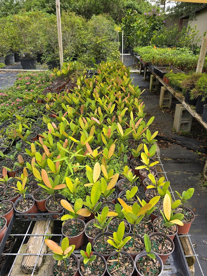 garcinia-spicata-mangosteen-gamboge-tree
