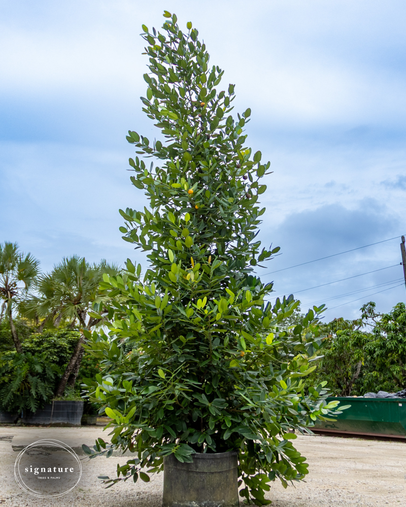 garcinia-spicata-mangosteen-gamboge-tree