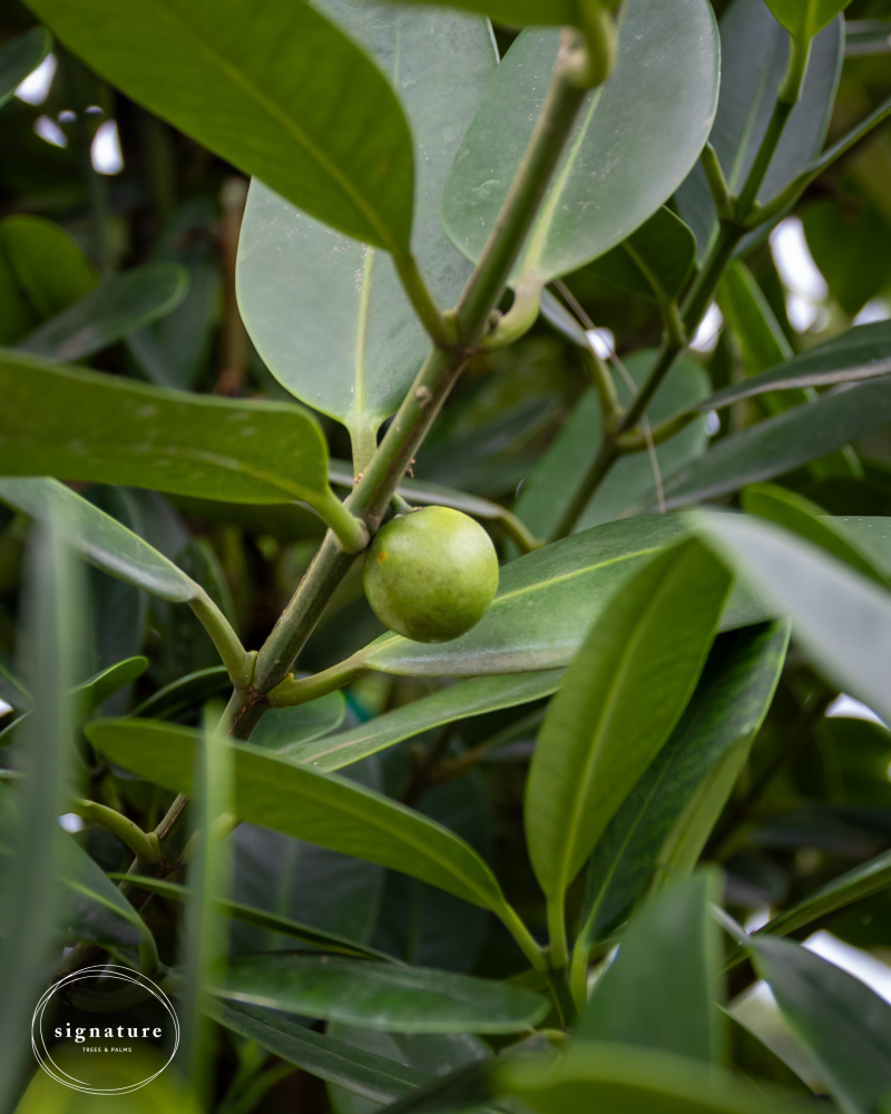 garcinia-spicata-mangosteen-gamboge-tree