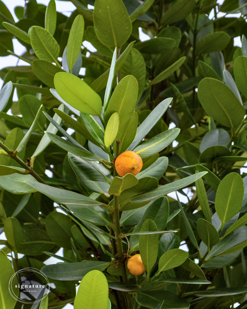 garcinia-spicata-mangosteen-gamboge-tree