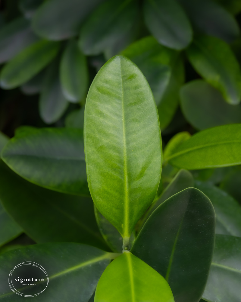 garcinia-spicata-mangosteen-gamboge-tree