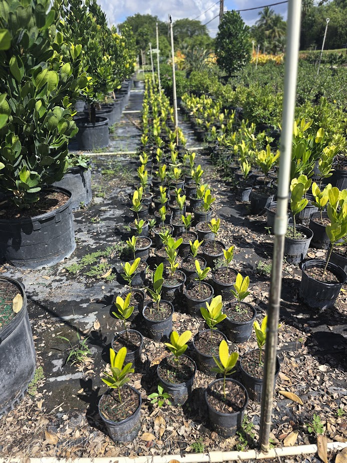 garcinia-spicata-mangosteen-gamboge-tree